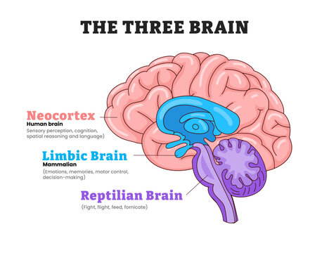 The three brains neocortex, limbic brain, reptilian brain, educational medical poster design healthcare scheme, labeled human brain lateral view, sensory perception, emotions, and survival instincts.