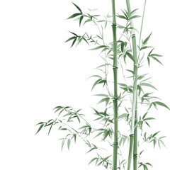 Fototapeta premium Green Bamboo Stalks Isolated White Background