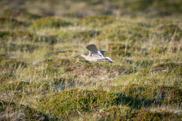 The common whimbrel bird flying in the nature