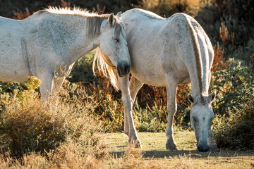 white horse equine in landscape fine art