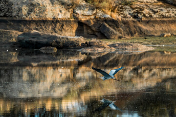 heron bird mid flight wings flying