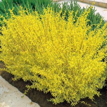 Bright yellow forsythia bush, blooming in early spring against a background of green foliage and a partially visible light surface
