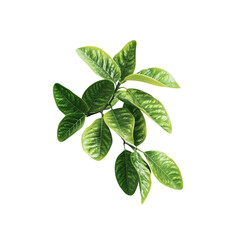 Fototapeta premium Lush Green Citrus Branch with Vibrant Leaves Isolated on Transparent Background