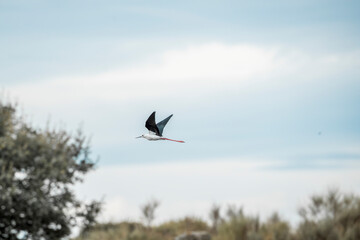 bird avian in flight wings pretty black necked stilt 