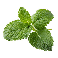 Fresh mint leaf or melissa leaves isolated on transparent background with full depth and detail