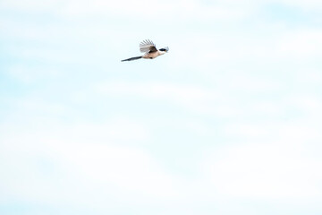 azure winged magpie in flight