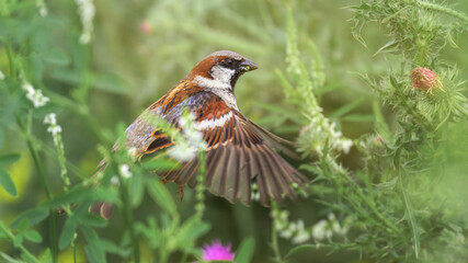 Sperlinge (Passeridae)