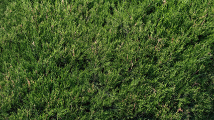 natural pattern green tree leaves