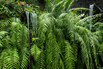 Green background of lush greenery outdoor in the tropical jungle of the Hiroshima Botanical Gardens with waterfall between the green ferns in Japan with space for text.