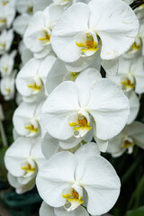 Beautiful white orchid flowers inside a greenhouse with natural light in the Hiroshima Botanical Gardens with flowering plants in a jungle environment in Japan in Asia.