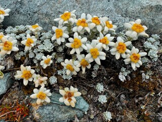 mountain flowers