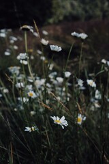 wild flowers in the forest