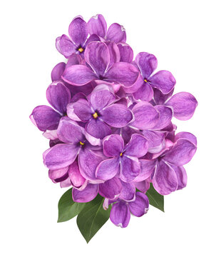 pink lilac flowers isolated on transparent background