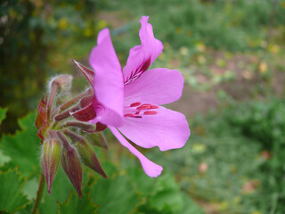 Natura