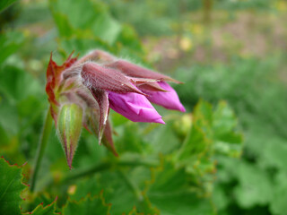 Natura