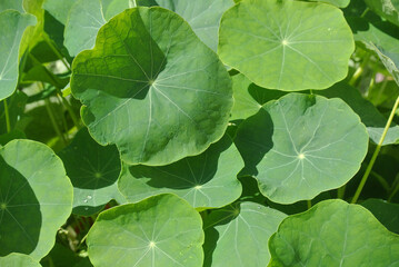 Natura