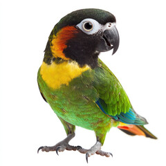 Fototapeta premium green and yellow parrot isolated on white