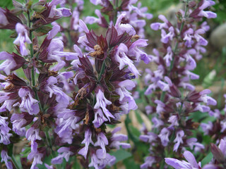 Natura