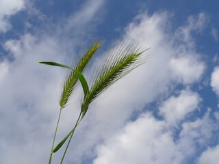 Natura