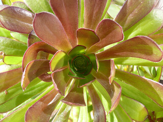 Natura