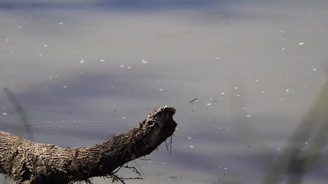 Witness a dead log extending over a swollen river as the current gently carries debris downstream. This peaceful scene is accompanied by the soothing sounds of flowing water