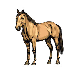Fototapeta premium Majestic Palomino Horse A Detailed Vector Illustration
