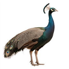 Obraz premium peacock isolated on white background