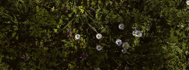 spring flower in the forest
