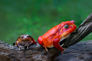 A pair of beautiful Tomato frogs on dark dry wood branch with blurry green tree background. The female frogs of this species are larger and have brighter colors than the males.