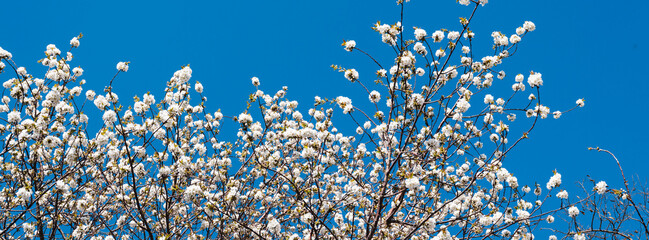 blooming  tree in  spring time
