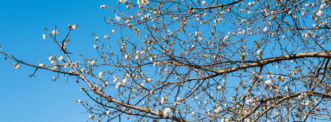 blooming  tree in  spring time