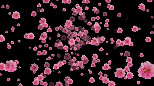 animation of flying cherry blossoms isolated on transparent background, spring flowers decoration for cosmetics, travel or gardening, alpha channel