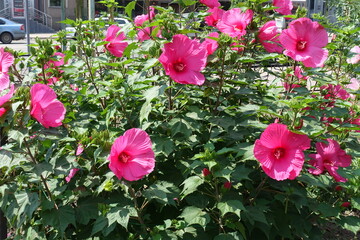 Hibiscus moscheutos bush in full bloom in July