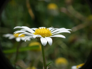Natura