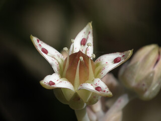 Natura