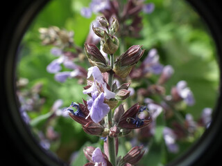 Natura
