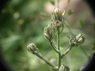 Natura