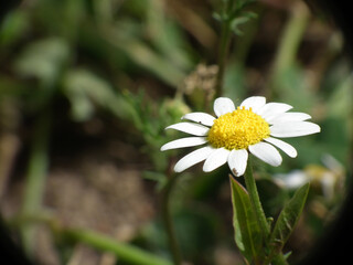 Natura