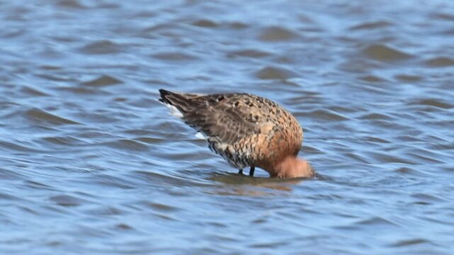Black-tailed godwit (Limosa limosa) bird in the new Reevediep nature reserve near Kampen, Overijssel, during a beautiful springtime evening. Slow motion clip at half speed.