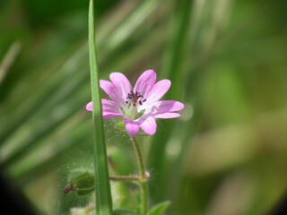 Natura
