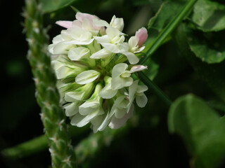 Natura