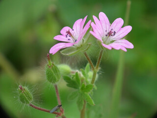 Natura