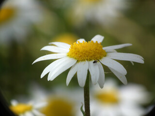 Natura