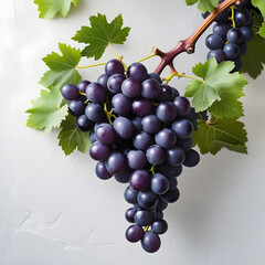 Fototapeta premium Clusters of grapes hanging from branches