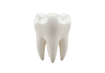 Isolated Human Molar Tooth Detailed Anatomy and Structure