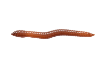 Isolated Earthworm Crawling on White Background