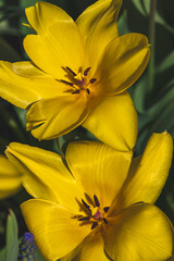 Tulips on a blurred background on a sunny day in April .