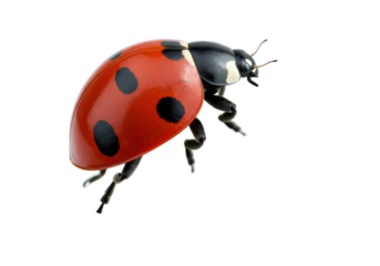 Isolated Ladybug Crawling