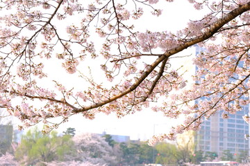 Fototapeta premium A close-up shot showcases a vibrant display of pale pink cherry blossoms clustered along a thin, dark branch. The background is blurred, hinting at a bright sky that makes the flowers with text space