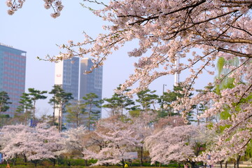 A close-up shot showcases a vibrant display of pale pink cherry blossoms clustered along a thin, dark branch. The background is  blurred, hinting at a bright sky that makes the flowers with text space